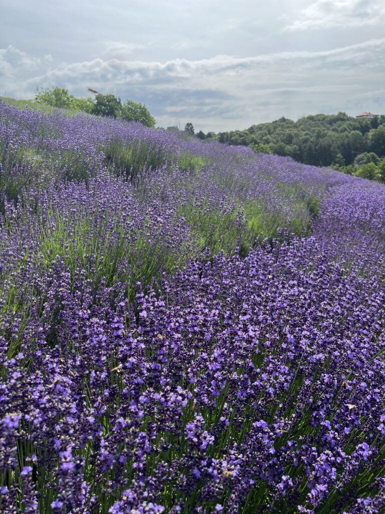 Lavendel, Heilpflanzen, Bad Waltersdorf, Steiermark, Lavendelfeld, Bio, Lavendelblüten