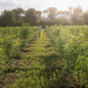 CBD, Hunde, Creme, Öl, Wirkung, Österreich, Hanf, Steiermark, Vollspektrum, Heilpflanzen,