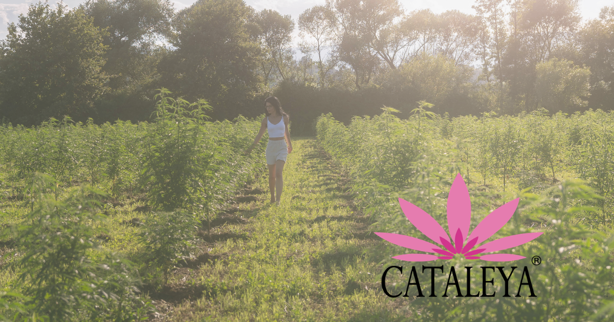 CBD, Öl, Isolate, CATALEYA, Naturprodukte, Hanf, Bio, Creme, Kosmetik, Heilpflanzen, Unterschied, Wirkung, Anwendung, Gründergeschichte,