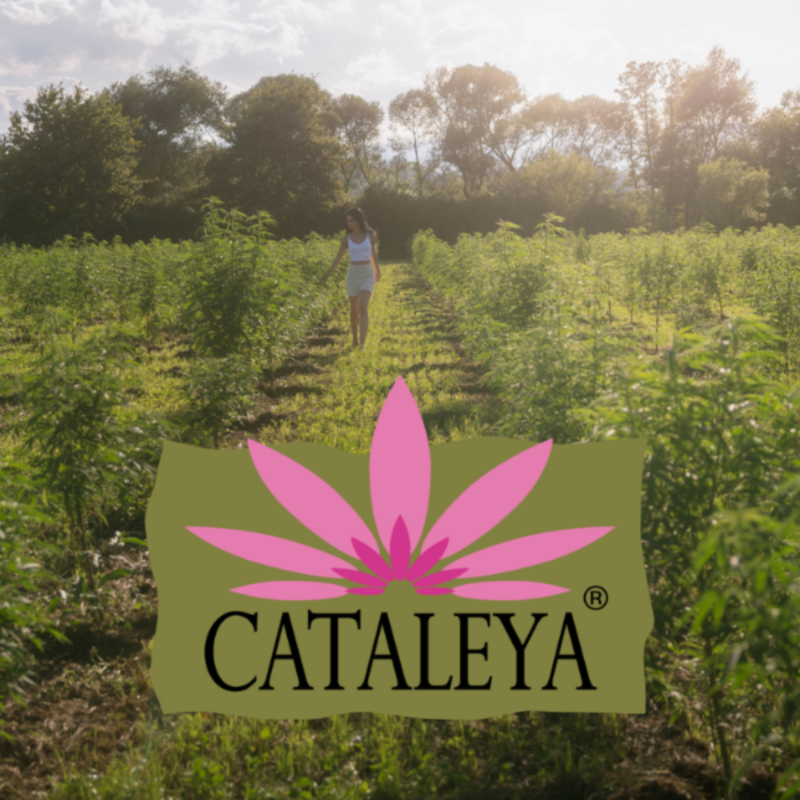 CBD, Öl, Isolate, CATALEYA, Naturprodukte, Hanf, Bio, Creme, Kosmetik, Heilpflanzen, Unterschied, Wirkung, Anwendung, Gründergeschichte,