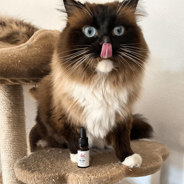 CBD, Katze, Öl, Pfoten, Fell, Pflege, Schmerzen, Ruhe, Angst, Silvester, Haustiere, Kater, Kitten,