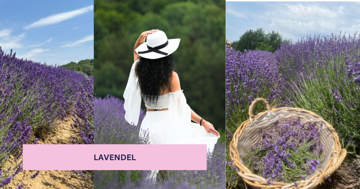 Lavendel, Salbei. Räuchern, Lavendel, Rauhnächte, Weihrauch, Räucherbündel, Selbermachen, Kräuter, Lavendelfeld, Bad Waltersdorf, Steiermark, Lavendelgut,
