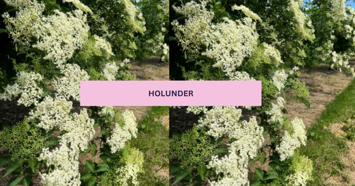 Holunder, Blüten, Holunderblüten, räuchern, trocknen,