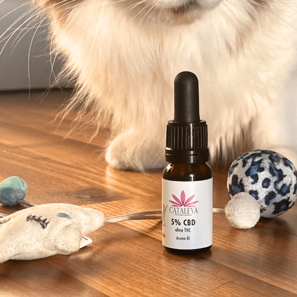 CBD, Katze, Öl, Pfoten, Fell, Pflege, Schmerzen, Ruhe, Angst, Silvester, Haustiere, Kater, Kitten,