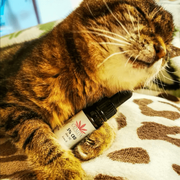CBD, Katze, Öl, Pfoten, Fell, Pflege, Schmerzen, Ruhe, Angst, Silvester, Haustiere, Kater, Kitten,