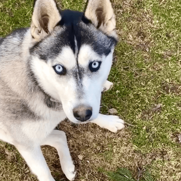 Fell, Hund, Pferde, Cannabidiol, Wirkung, Hanf, Heilpflanze