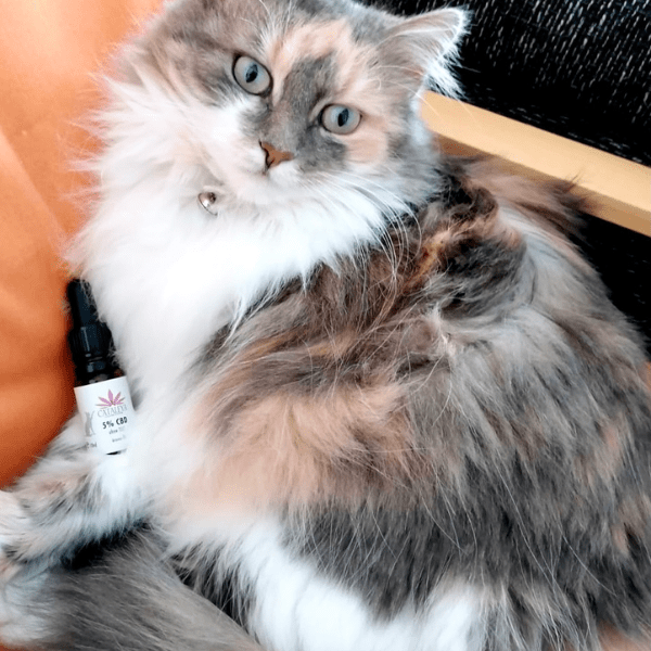 CBD, Katze, Öl, Pfoten, Fell, Pflege, Schmerzen, Ruhe, Angst, Silvester, Haustiere, Kater, Kitten,