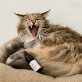 CBD, Katze, Öl, Pfoten, Fell, Pflege, Schmerzen, Ruhe, Angst, Silvester, Haustiere, Kater, Kitten,