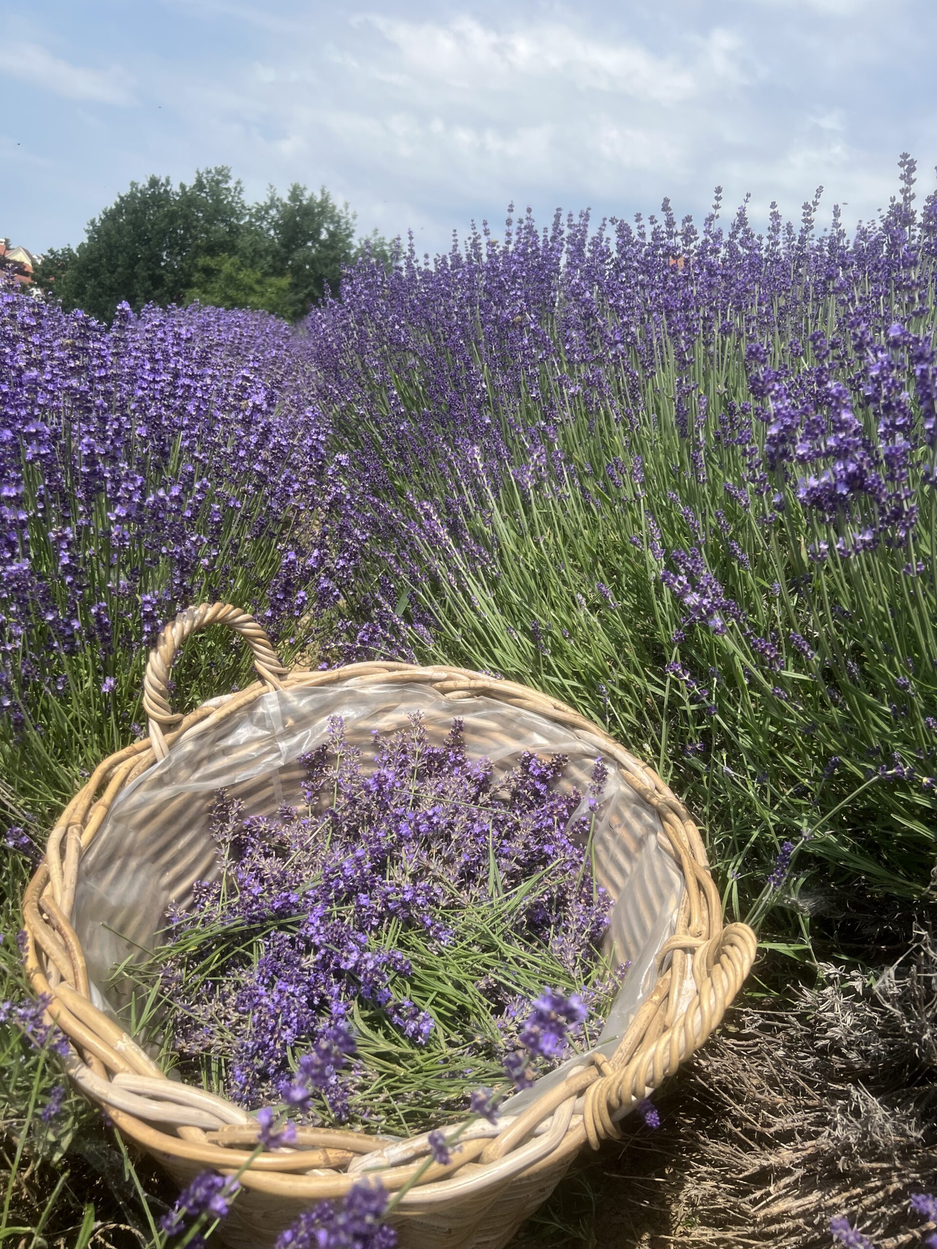 Salbei. Räuchern, Lavendel, Rauhnächte, Weihrauch, Räucherbündel, Selbermachen, Kräuter