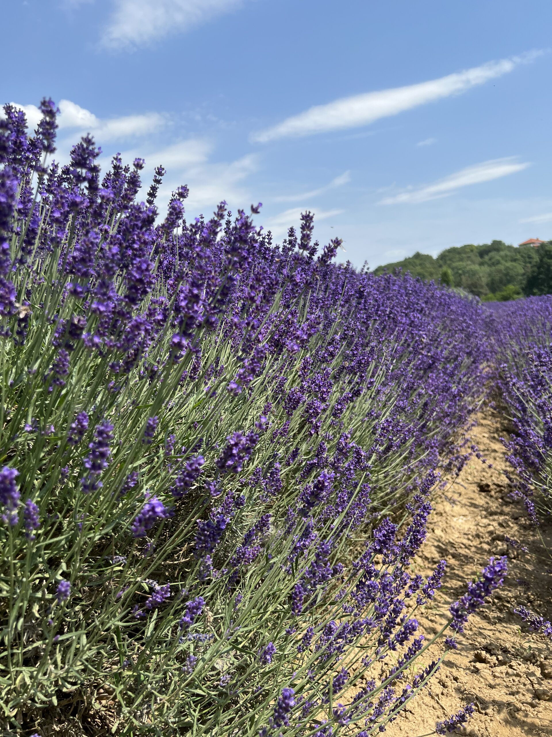 Salbei. Räuchern, Lavendel, Rauhnächte, Weihrauch, Räucherbündel, Selbermachen, Kräuter
