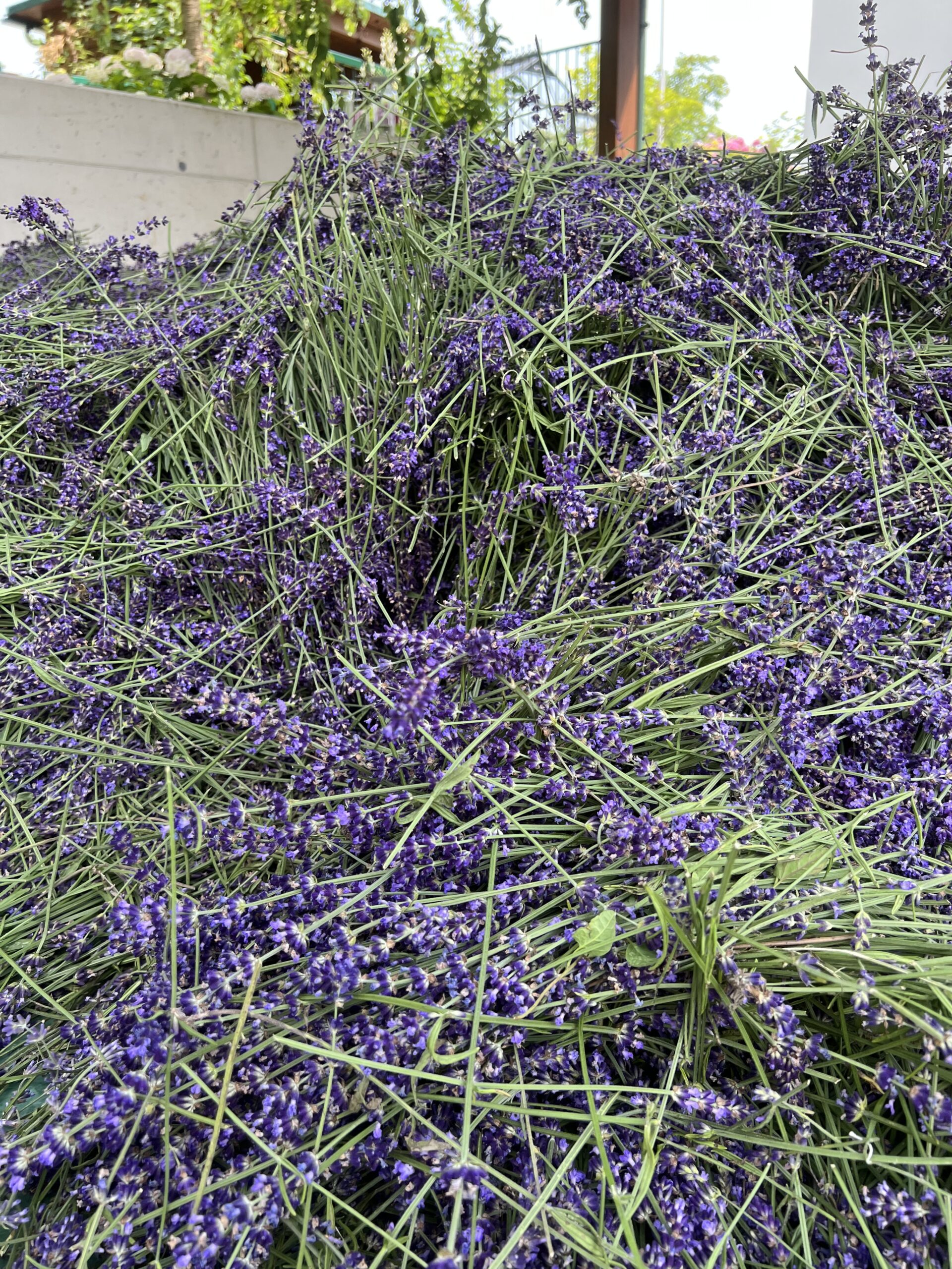 Salbei. Räuchern, Lavendel, Rauhnächte, Weihrauch, Räucherbündel, Selbermachen, Kräuter