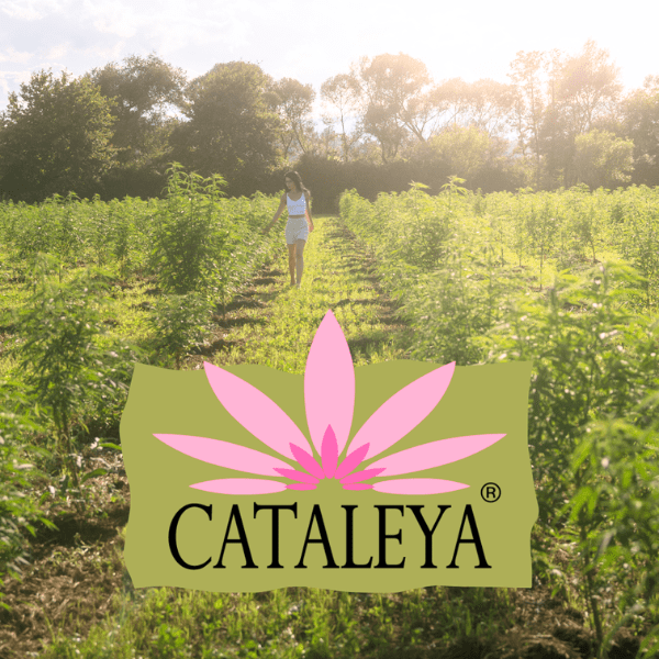 CBD, Öl, Isolate, CATALEYA, Naturprodukte, Hanf, Bio, Creme, Kosmetik, Heilpflanzen, Unterschied, Wirkung, Anwendung