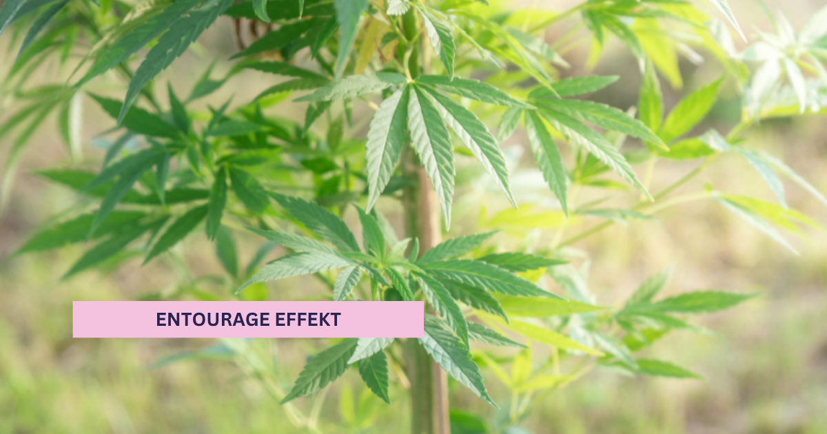 Entourage Effekt